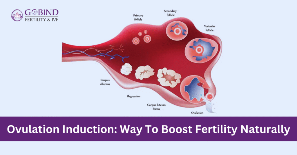 Ovulation Induction : Way To Boost Fertility Naturally